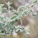 Nepeta nepetella その他の提案