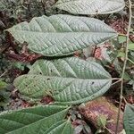 Microcos coriacea पत्ता