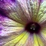Salpiglossis sinuata Çiçek