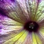 Salpiglossis sinuata Kvet