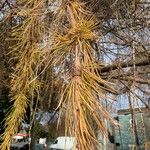 Larix occidentalis Blatt