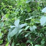 Stachys tenuifolia Bark