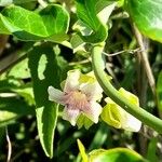 Araujia sericifera Blomst