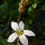 Jepsonia parryi Flower
