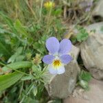 Viola tricolor অভ্যাস