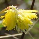 Neptunia plena Flor