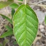 Croton fulvus Leaf