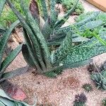 Gasteria excelsa Habitatea