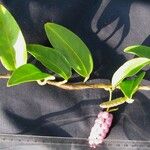 Anthurium scandens Otro