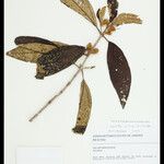 Henriettea martiusii List