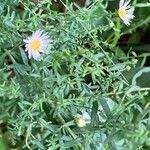 Symphyotrichum ericoidesKvet