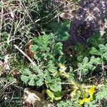 Solanum rostratum Blad