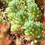 Sedum hispanicum पत्ता