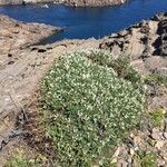 Astragalus tragacantha Liść