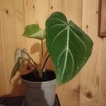 Philodendron gloriosum List