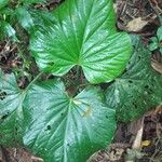 Piper umbellatum Leaf