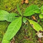 Cirsium heterophyllum Лист