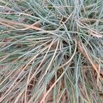 Festuca glauca Blad