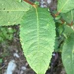 Salix myrsinifolia Blatt