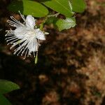 Morisonia verrucosa Plod