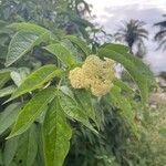 Sambucus racemosaFleur