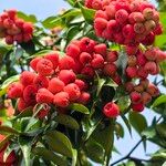 Syzygium luehmannii Плід