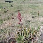 Aloe secundiflora Bleunienn
