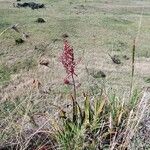 Aloe secundiflora Çiçek