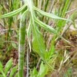 Knautia integrifolia Yeri