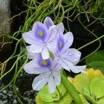 Pontederia crassipes Flower