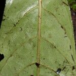 Chassalia bipindensis Leaf