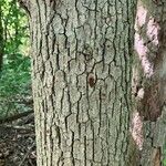 Quercus alba Rinde