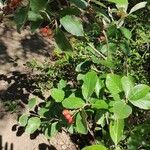 Sorbus chamaemespilus Plante entière
