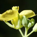 Conringia orientalis Kwiat