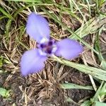 Herbertia lahue Lorea