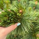 Pinus pumila Lapas