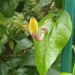 Aristolochia altissima Leaf