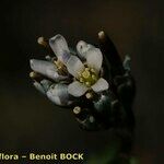 Arabis caerulea Bloem