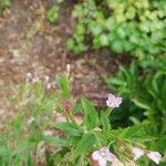 Epilobium ciliatumFlors