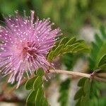 Mimosa pigraBark