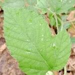 Rubus adscitus Blad