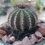 Uebelmannia pectinifera Hábito