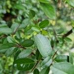 Cotoneaster × suecicus Levél
