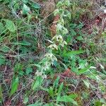 Epipactis helleborine Habit