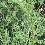 Juniperus chinensis Φύλλο