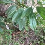 Acacia mangium Лист