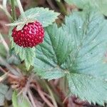 Fragaria vesca Fruit