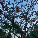 Erythrina caffra आदत