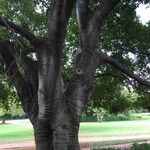 Celtis africana Bark