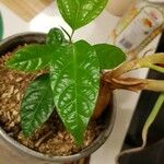 Passiflora edulis Feuille